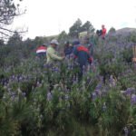 Several dozen monarch butterflies cling to an oyamel fir tree. More monarchs fly above it.